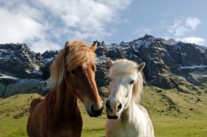 Two curious horses in Iceland.