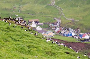 "Puffins in front of the tiny village of Mykines on Mykines Island, a remote island and bird watcher paradise. Faero Islands, Denmark."