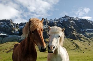 Two curious horses in Iceland.
